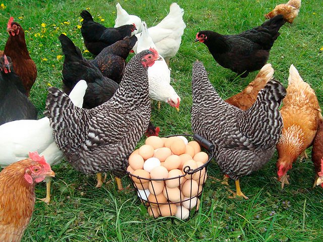 Содержание кур и уход за ними | ЗооТом - продажа, вязка и услуги для животных в Харовске