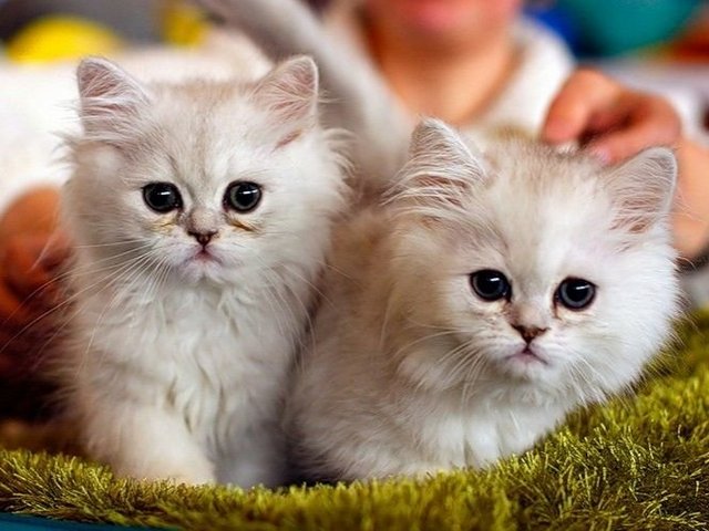 Породы кошек в Харовске | ЗооТом портал о животных