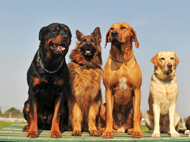 Крупные породы собак в Харовске | ЗооТом портал о животных