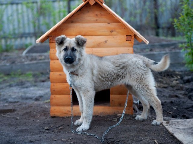 Все о собаках в Харовске Все о собаках в Харовске